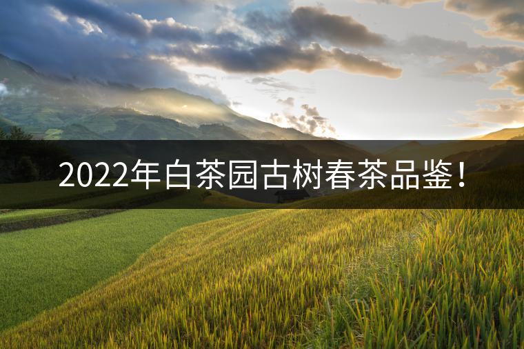 2022年白茶園古樹春茶品鑒！