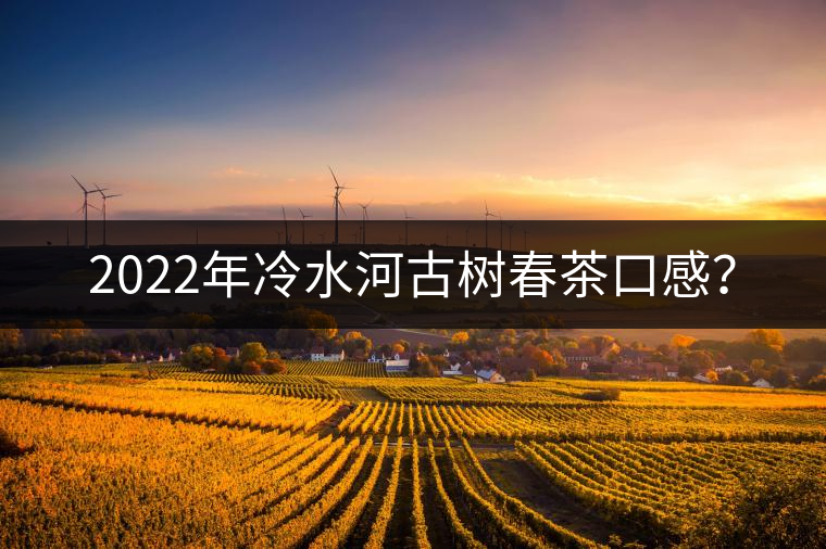 2022年冷水河古樹春茶口感？