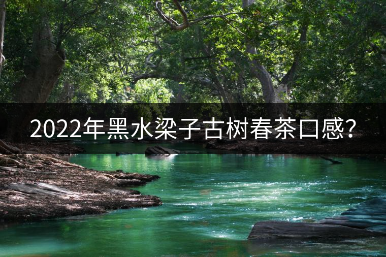 2022年黑水梁子古樹春茶口感？