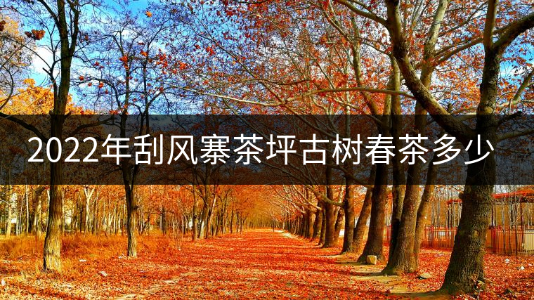 2022年刮風寨茶坪古樹春茶多少錢一公斤？