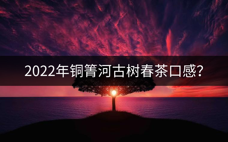 2022年銅箐河古樹春茶口感？