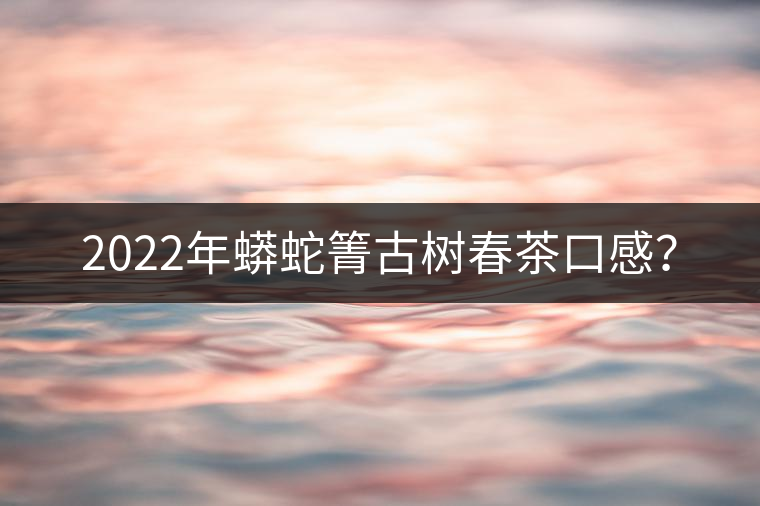 2022年蟒蛇箐古樹(shù)春茶口感？