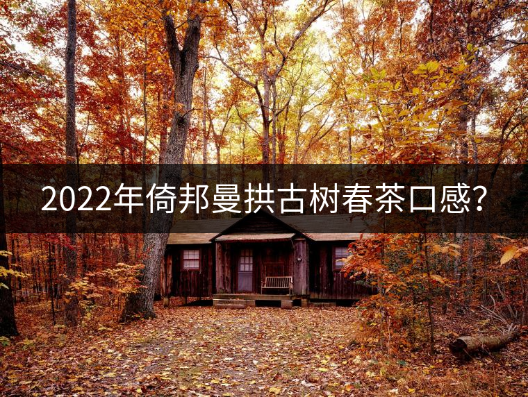2022年倚邦曼拱古樹春茶口感？