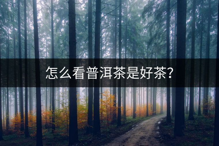 怎么看普洱茶是好茶？