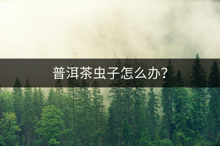 普洱茶蟲子怎么辦？