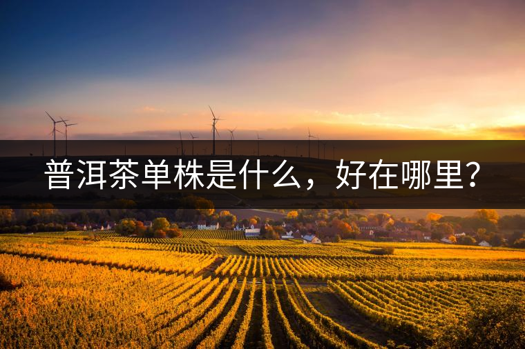 普洱茶單株是什么，好在哪里？