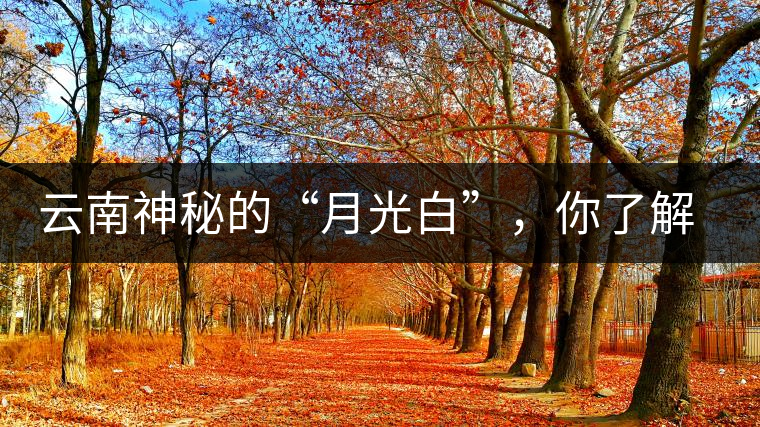 云南神秘的“月光白”，你了解多少？