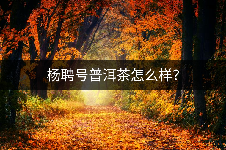 楊聘號普洱茶怎么樣？