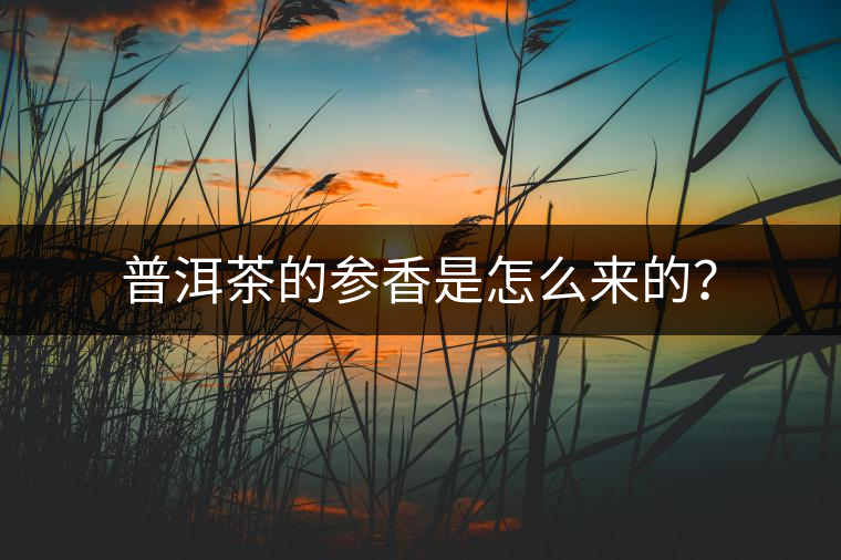 普洱茶的參香是怎么來的？