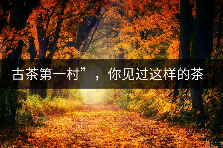 古茶第一村”，你見過這樣的茶樹嗎？