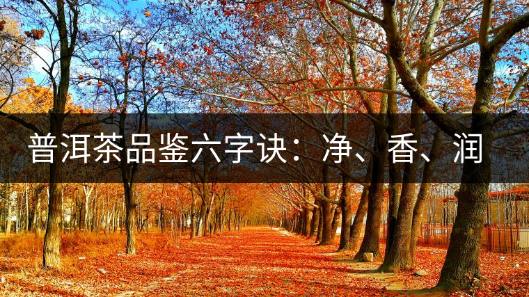 普洱茶品鑒六字訣：凈、香、潤、厚、甘、甜，帶你體驗(yàn)普洱的魅力