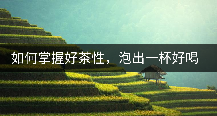 如何掌握好茶性，泡出一杯好喝的普洱熟茶？