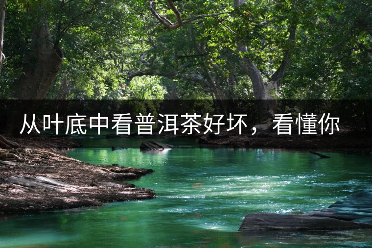 從葉底中看普洱茶好壞，看懂你就是真正的茶界高手！