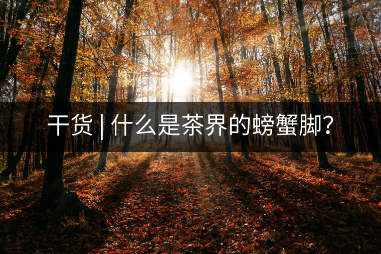 干貨 | 什么是茶界的螃蟹腳？