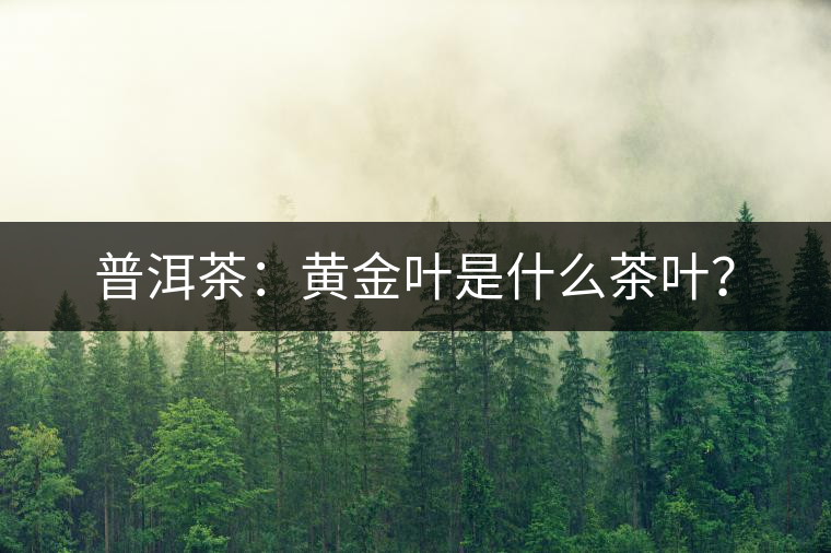 普洱茶：黃金葉是什么茶葉？