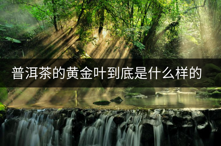 普洱茶的黃金葉到底是什么樣的存在？