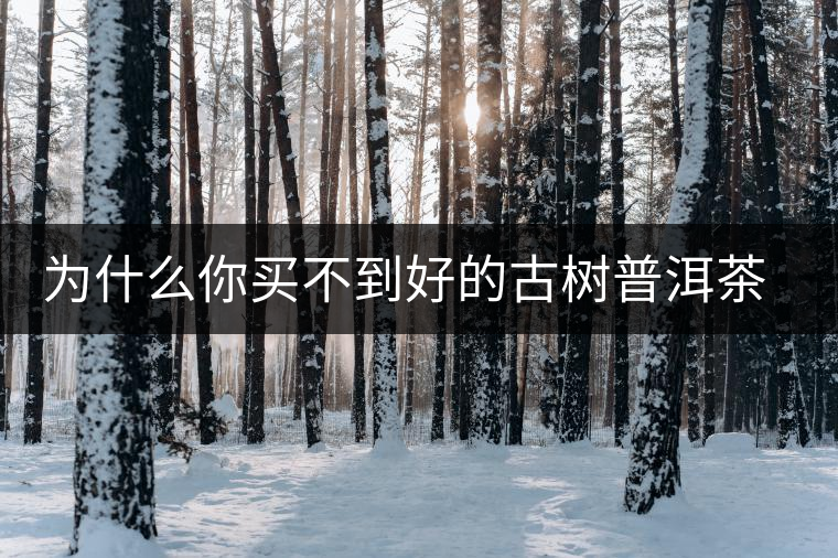 為什么你買不到好的古樹普洱茶？買茶防坑指南，看完就有收獲！