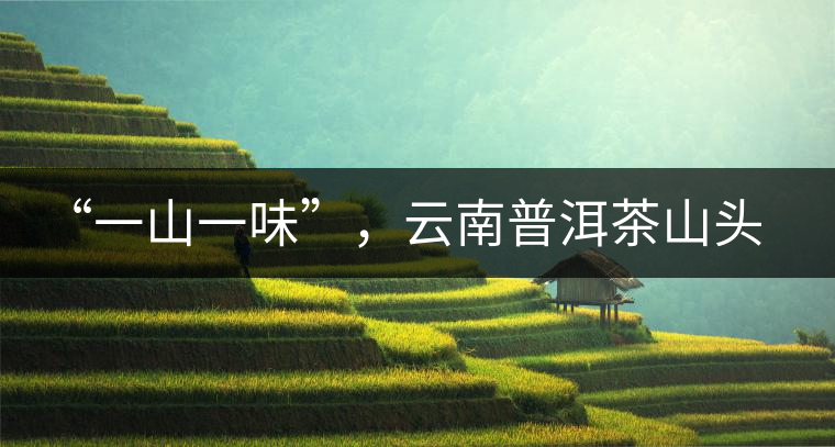 “一山一味”，云南普洱茶山頭茶的真實(shí)意義！