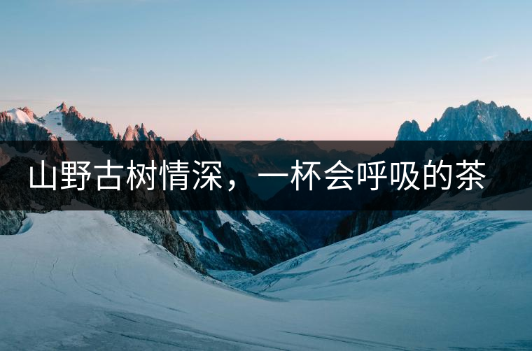 山野古樹(shù)情深，一杯會(huì)呼吸的茶滋味