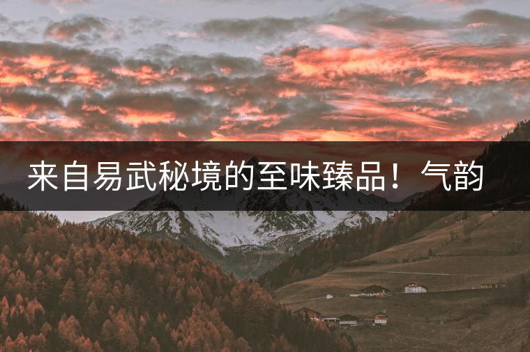 來自易武秘境的至味臻品！氣韻強勁，余韻深邃，一口喚醒你的味蕾~