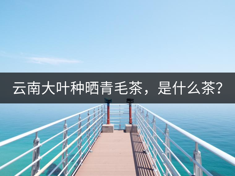 云南大葉種曬青毛茶，是什么茶？