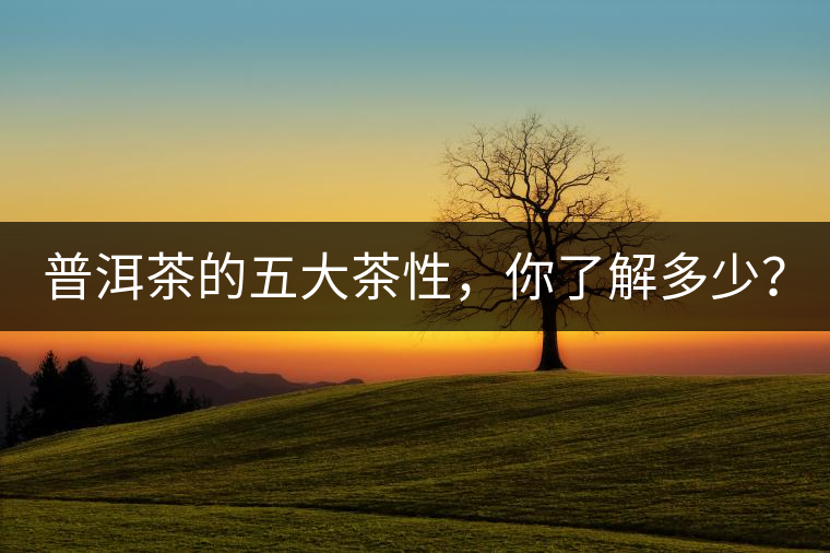 普洱茶的五大茶性，你了解多少？