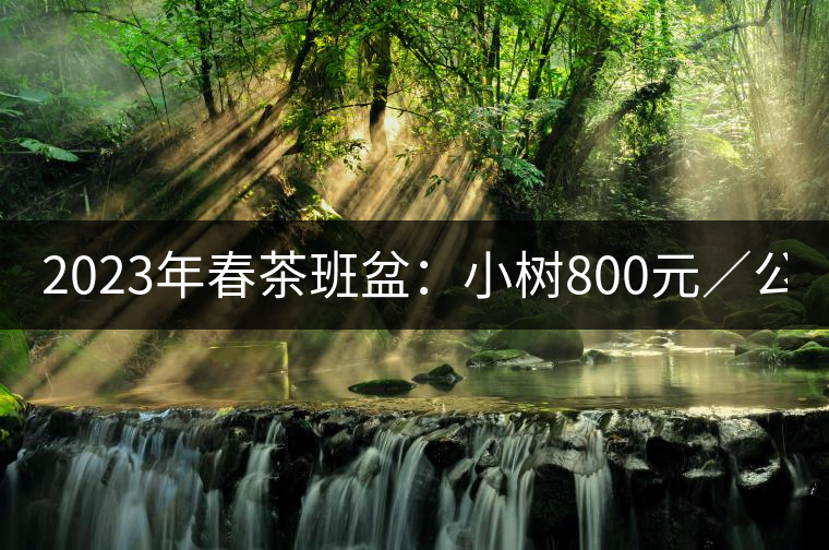 2023年春茶班盆：小樹800元／公斤，古樹1600-2200元／公斤