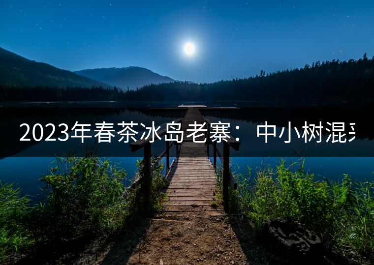 2023年春茶冰島老寨：中小樹混采2500-3000元／公斤，大樹：7000-8000元／公斤，古樹混采：28000-36000元／公斤