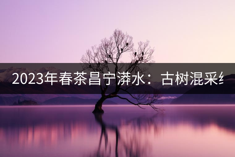 2023年春茶昌寧漭水：古樹混采純料480-600元／公斤，大樹360-420元／公斤，臺地260-300元／公斤，古樹單株均價880-1200元／公斤。