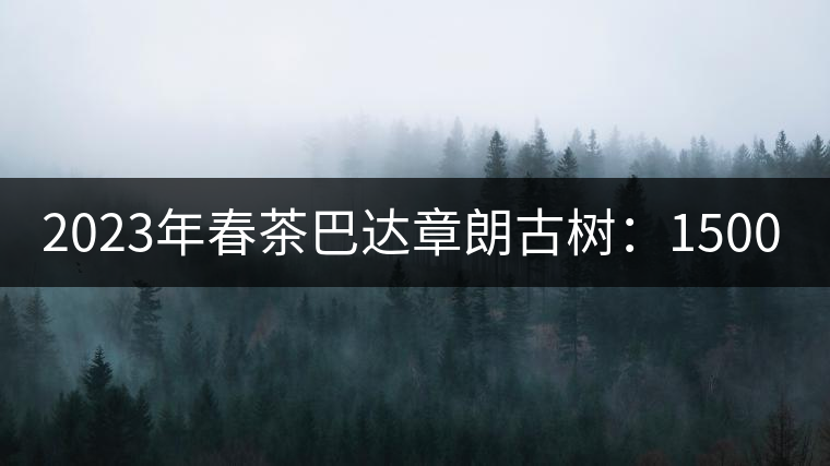 2023年春茶巴達(dá)章朗古樹(shù)：1500-1600元／公斤，喬木250元／公斤