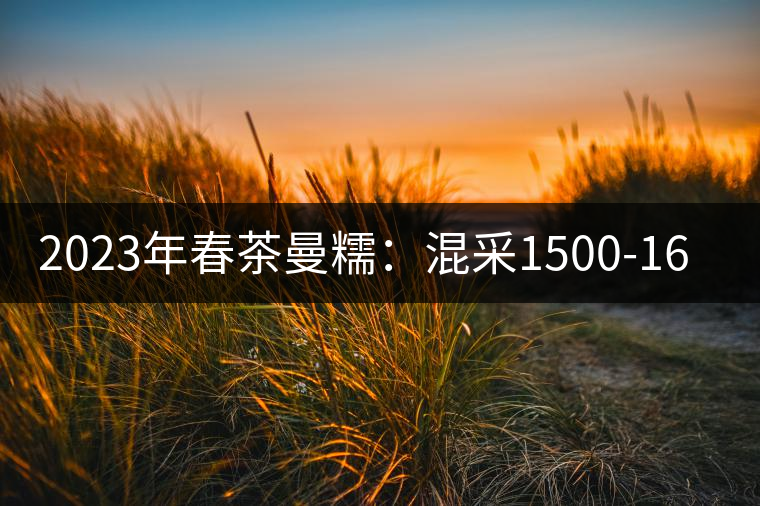 2023年春茶曼糯：混采1500-1600元／公斤，挑采2000-2400元／公斤