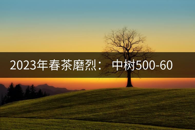 2023年春茶磨烈： 中樹500-600元／公斤，古樹混采：2200-2600元／公斤