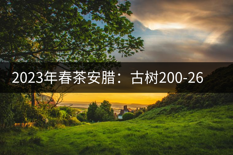 2023年春茶安臘:古樹200-260元/公斤 2023年春茶安臘:古樹200-260元/公斤