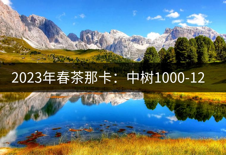 2023年春茶那卡：中樹1000-1200元／公斤，古樹：2000-2400元／公斤