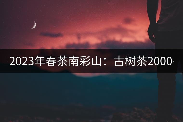 2023年春茶南彩山：古樹茶2000-2200元／公斤，大樹混采1200-1500元／公斤。