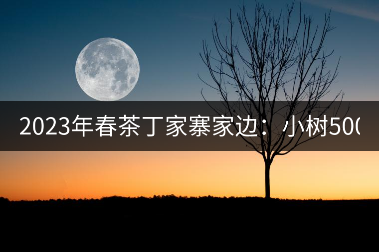 2023年春茶丁家寨家邊：小樹(shù)500元／公斤，古樹(shù)1500-1600元／公斤