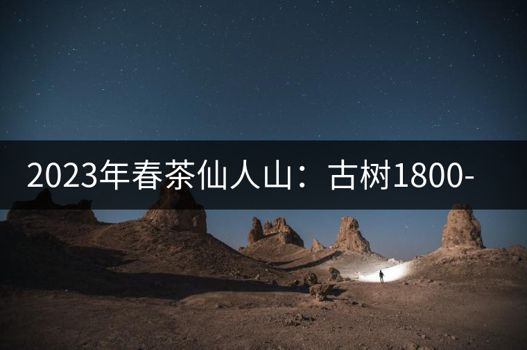 2023年春茶仙人山：古樹(shù)1800-2500元／公斤，老曼峨：小樹(shù)：600元／公斤 1600-1800元／公斤