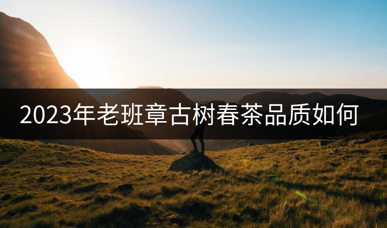 2023年老班章古樹春茶品質(zhì)如何？