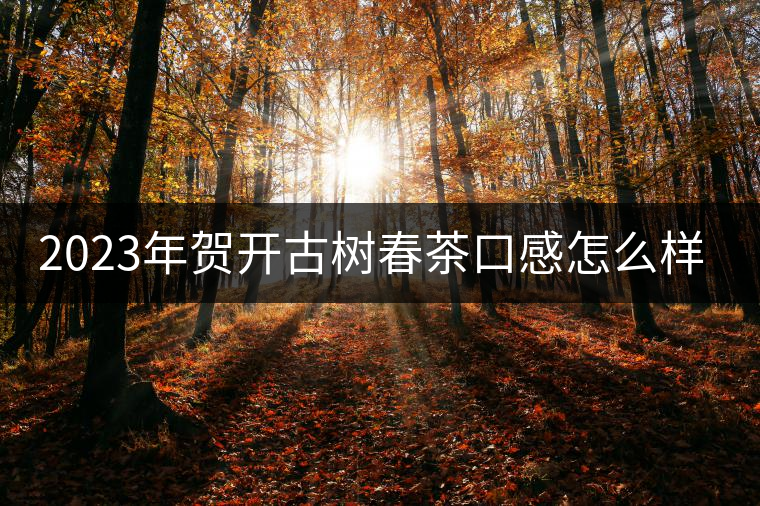 2023年賀開古樹春茶口感怎么樣？