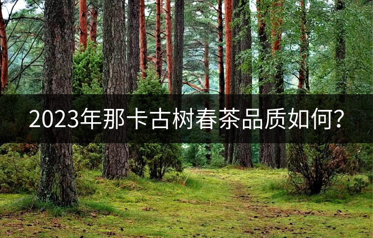 2023年那卡古樹春茶品質(zhì)如何？