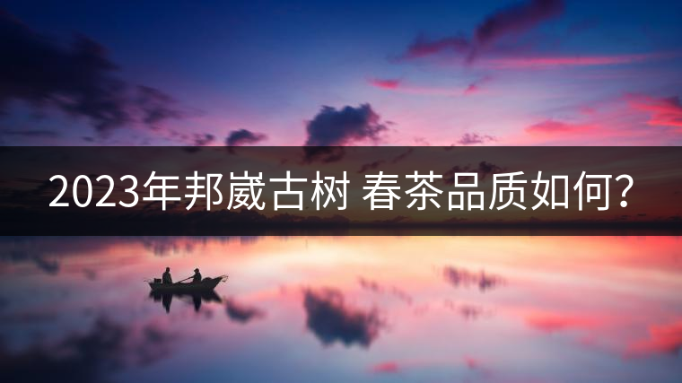 2023年邦崴古樹 春茶品質如何？