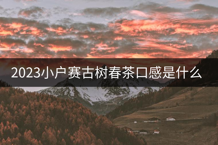 2023小戶賽古樹春茶口感是什么？
