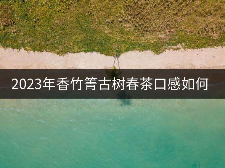 2023年香竹箐古樹(shù)春茶口感如何？