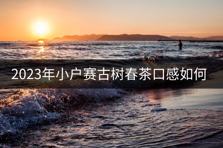2023年小戶賽古樹春茶口感如何？