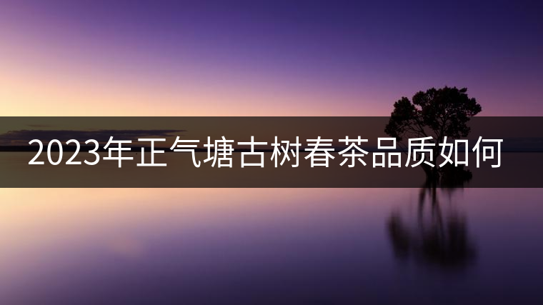 2023年正氣塘古樹春茶品質(zhì)如何？