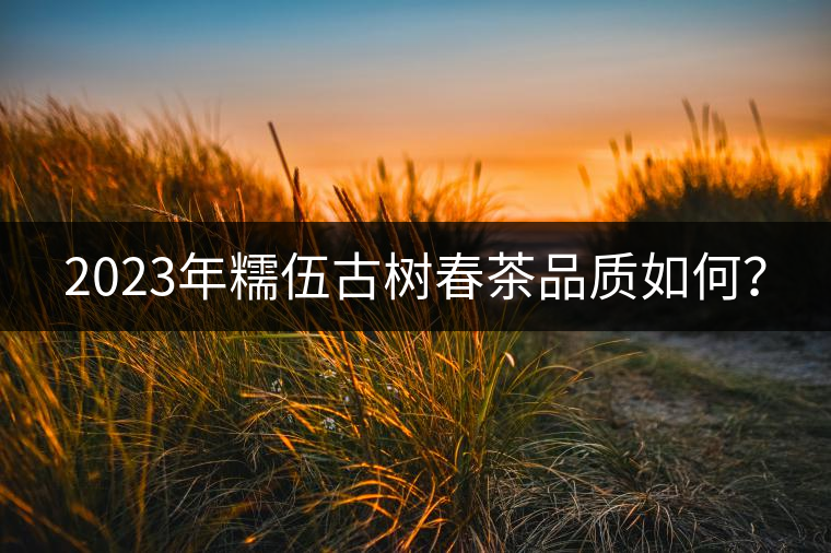 2023年糯伍古樹春茶品質(zhì)如何？