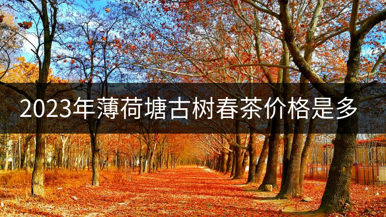 2023年薄荷塘古樹春茶價格是多少？