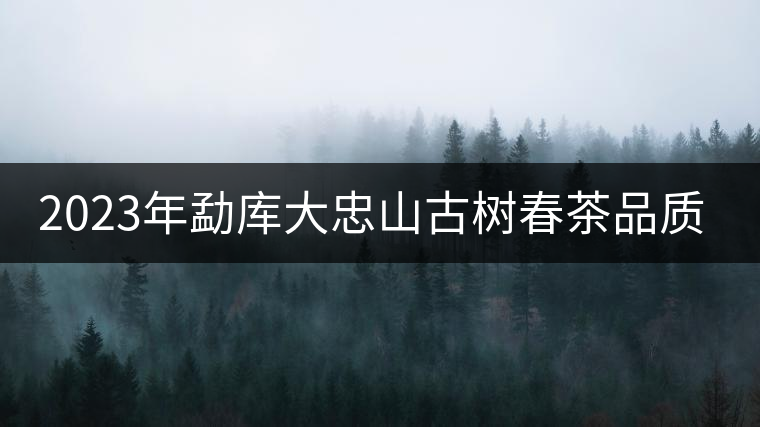 2023年勐庫(kù)大忠山古樹春茶品質(zhì)怎么樣？