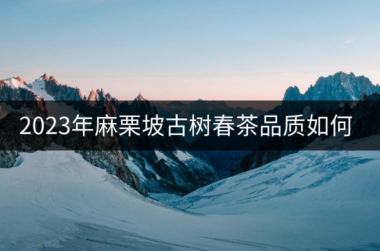 2023年麻栗坡古樹春茶品質(zhì)如何？