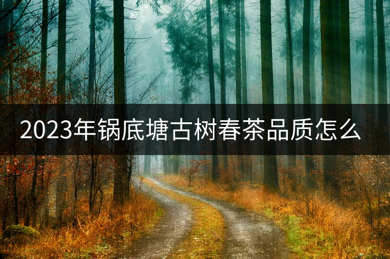 2023年鍋底塘古樹(shù)春茶品質(zhì)怎么樣？